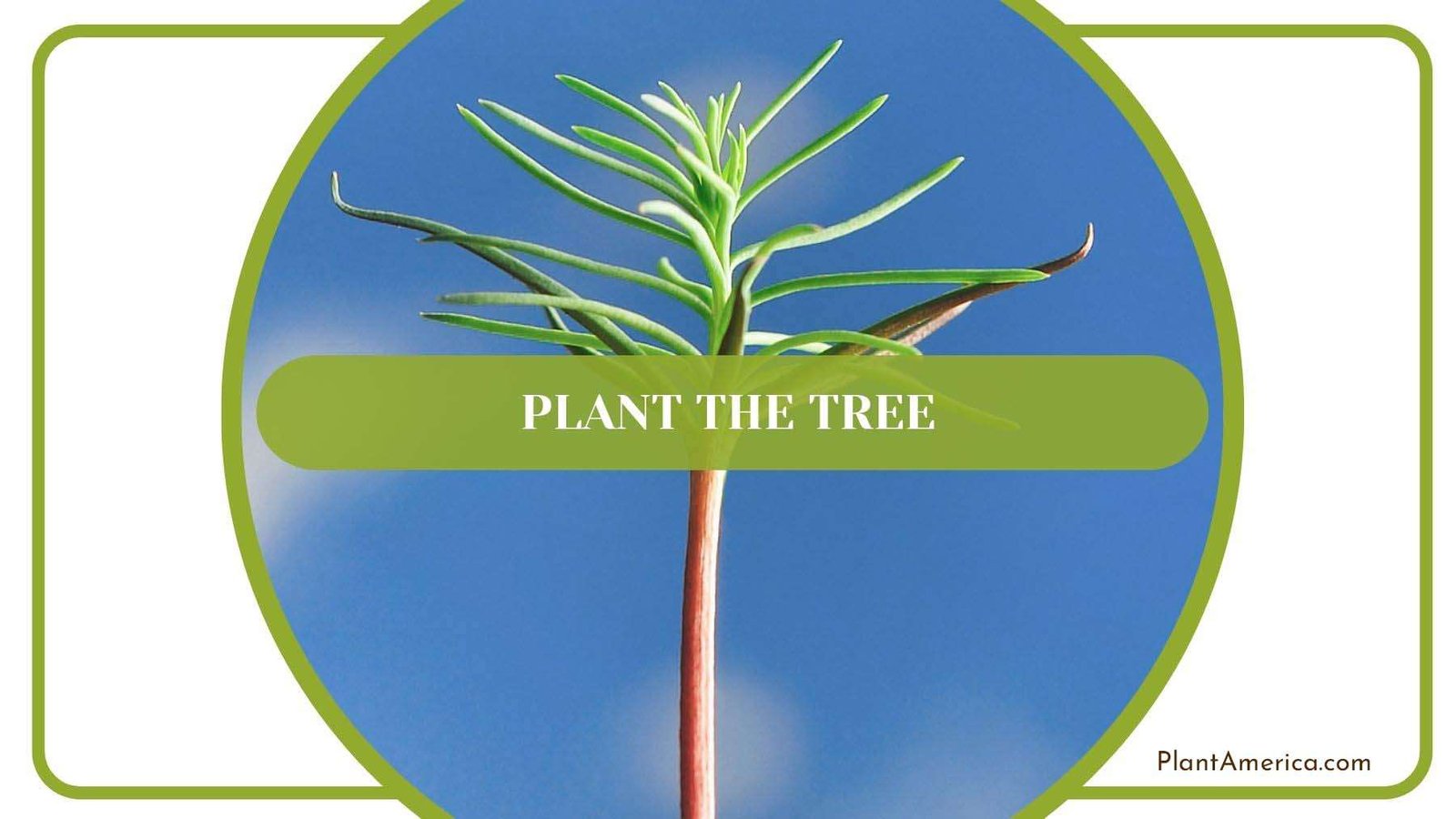 Planting Redwood Trees PlantAmerica