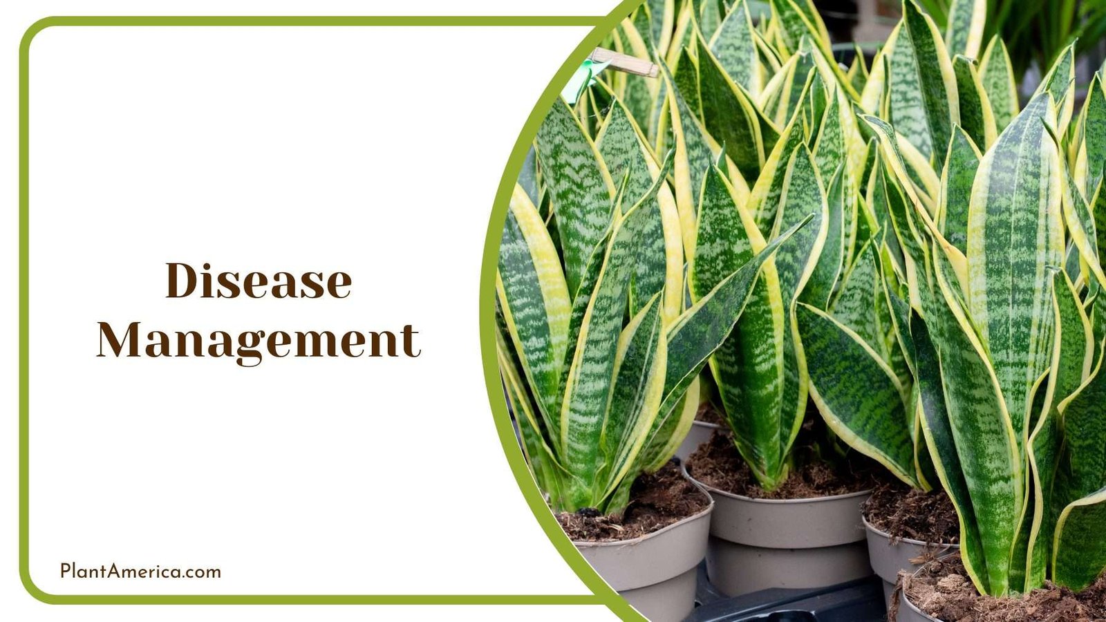 Plants Disease Management Plant America