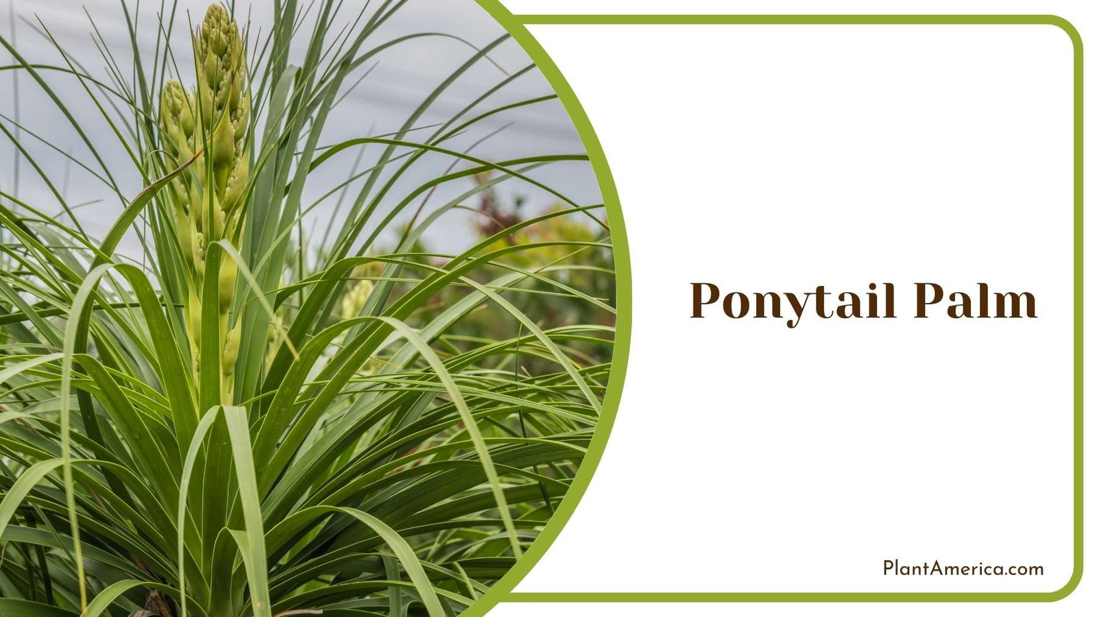 Ponytail Palm Picture Plant America Ponytail Palm Picture Plant America