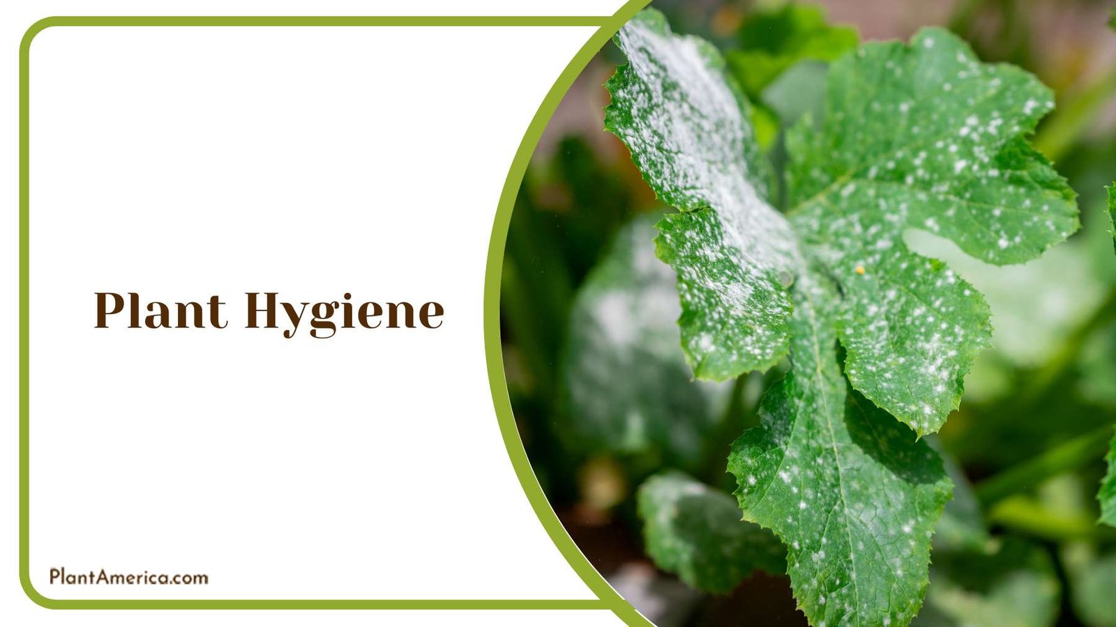 Poor Plant Hygiene Plant America