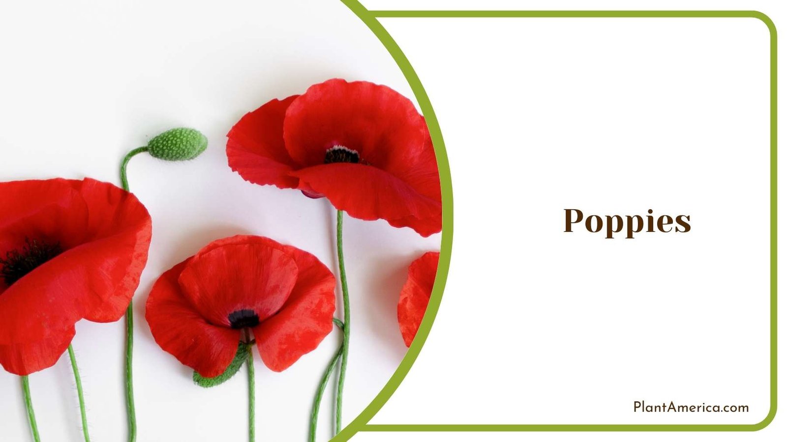 Poppies Bloom In a Close Shot Plant America