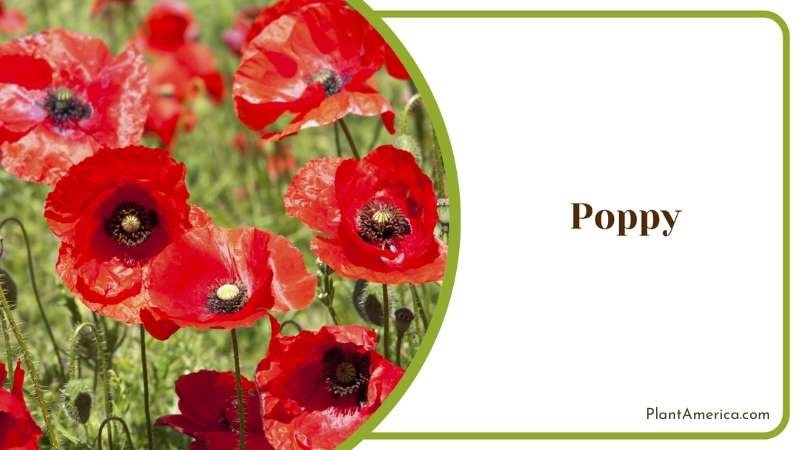 Poppy Red Flowers Plant America
