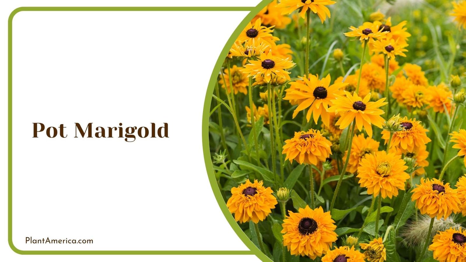 Pot Marigold Closer Look Plant America