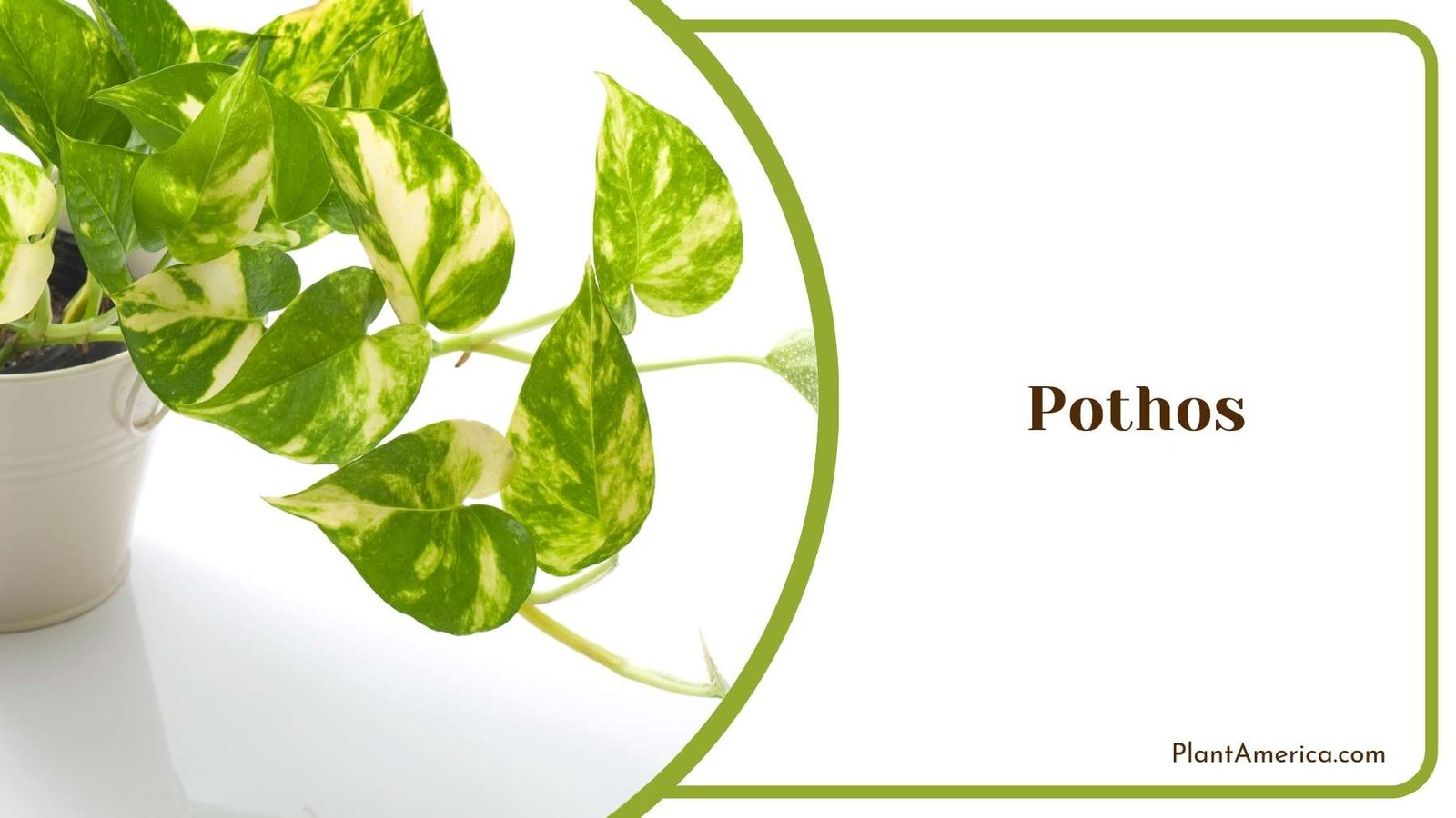 Pothos Image Plant America