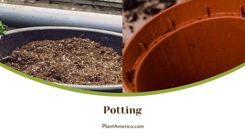 Potting Bipennifolium Philodendron Plant Plant America