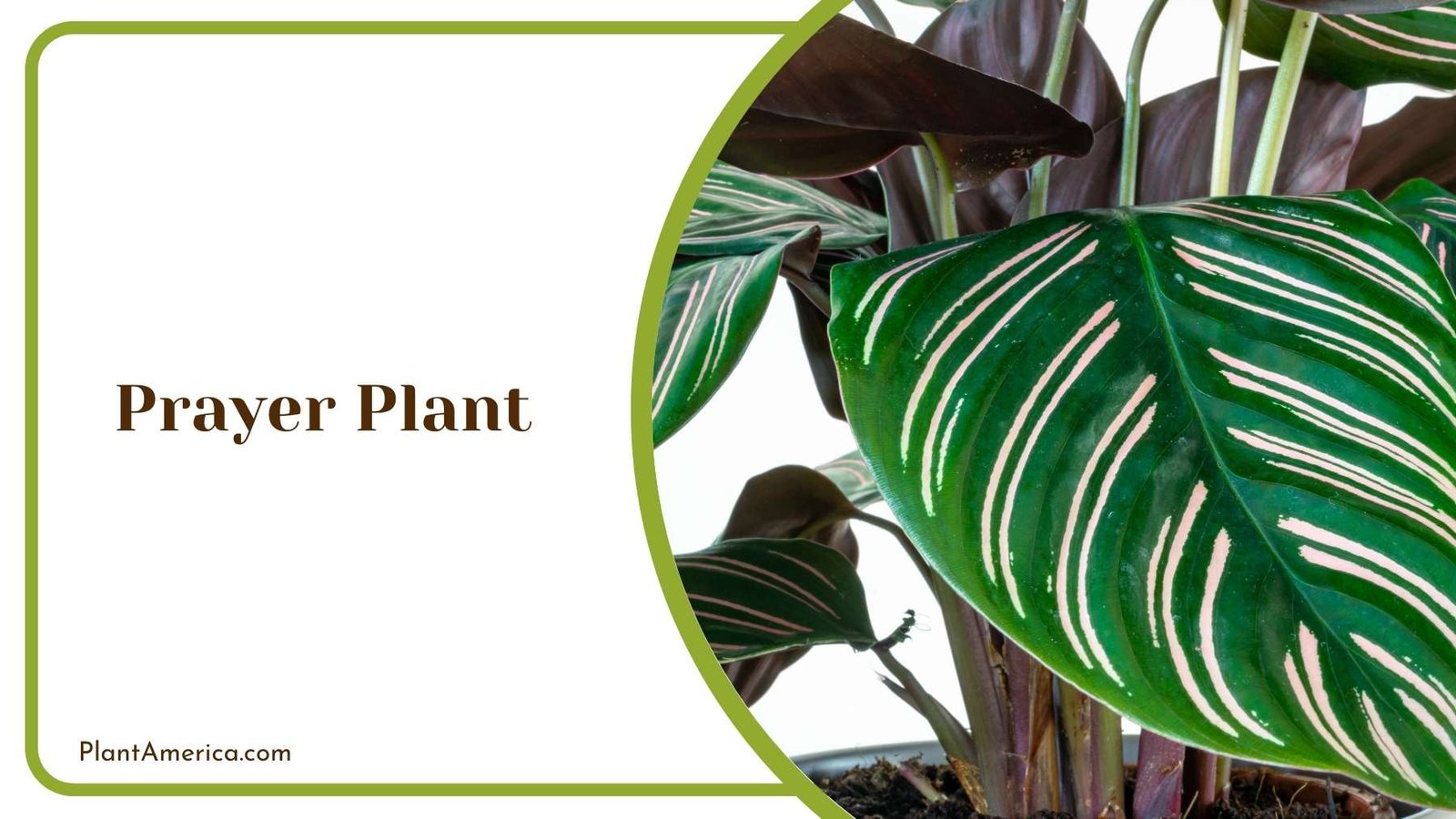 Prayer Plant From Closer Shot Plant America Prayer Plant From Closer Shot Plant America