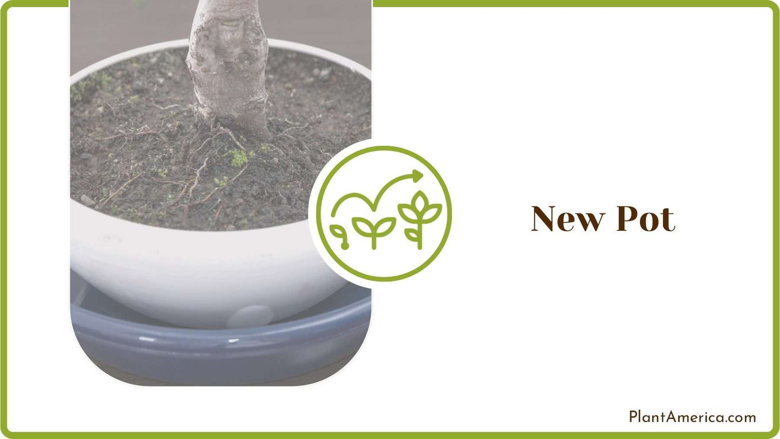 Prepare the New Pot Plantamerica