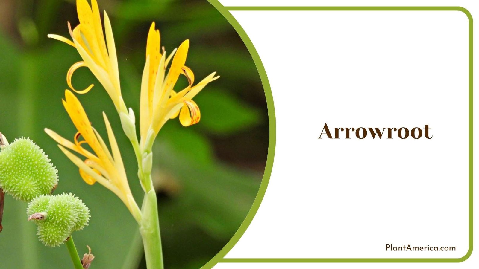 Pretty Arrowroot Bush Plant America