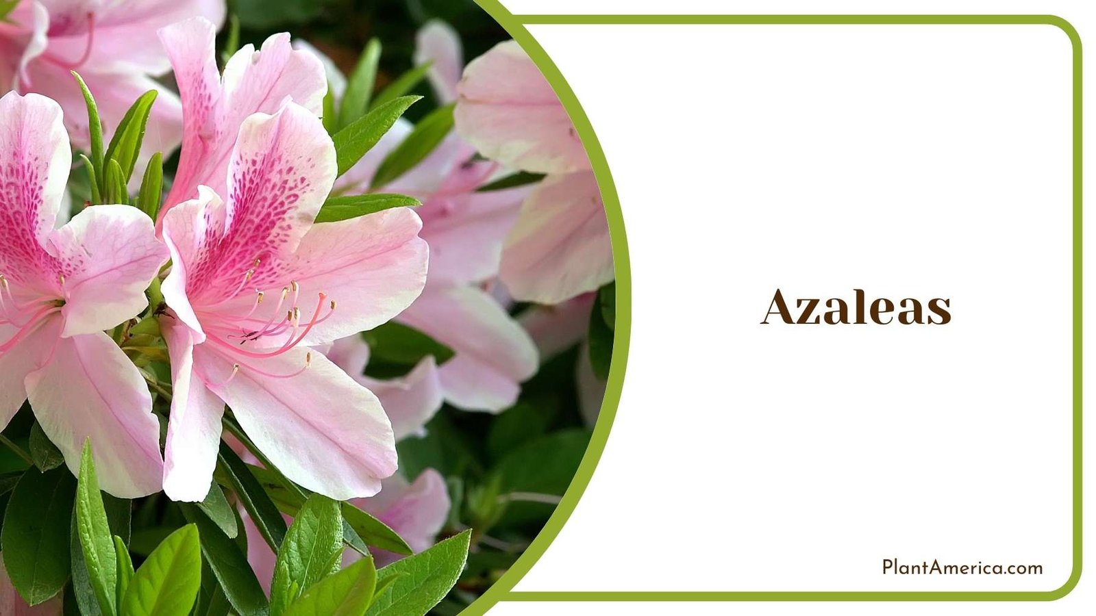 Pretty Azaleas Plant America