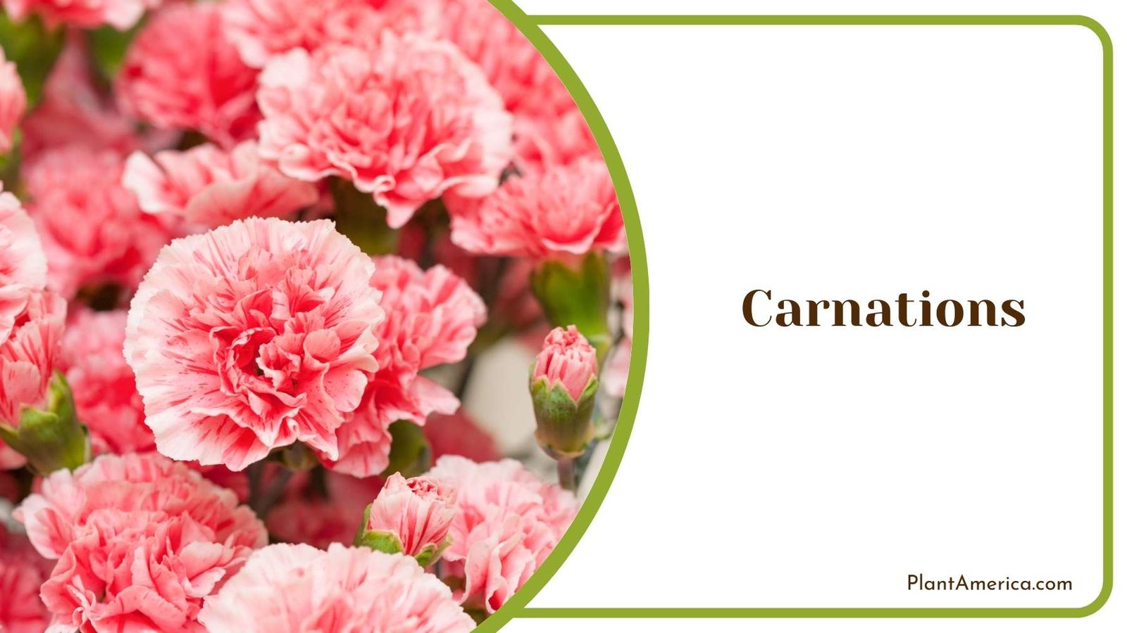 Pretty Carnations Bush Plant America