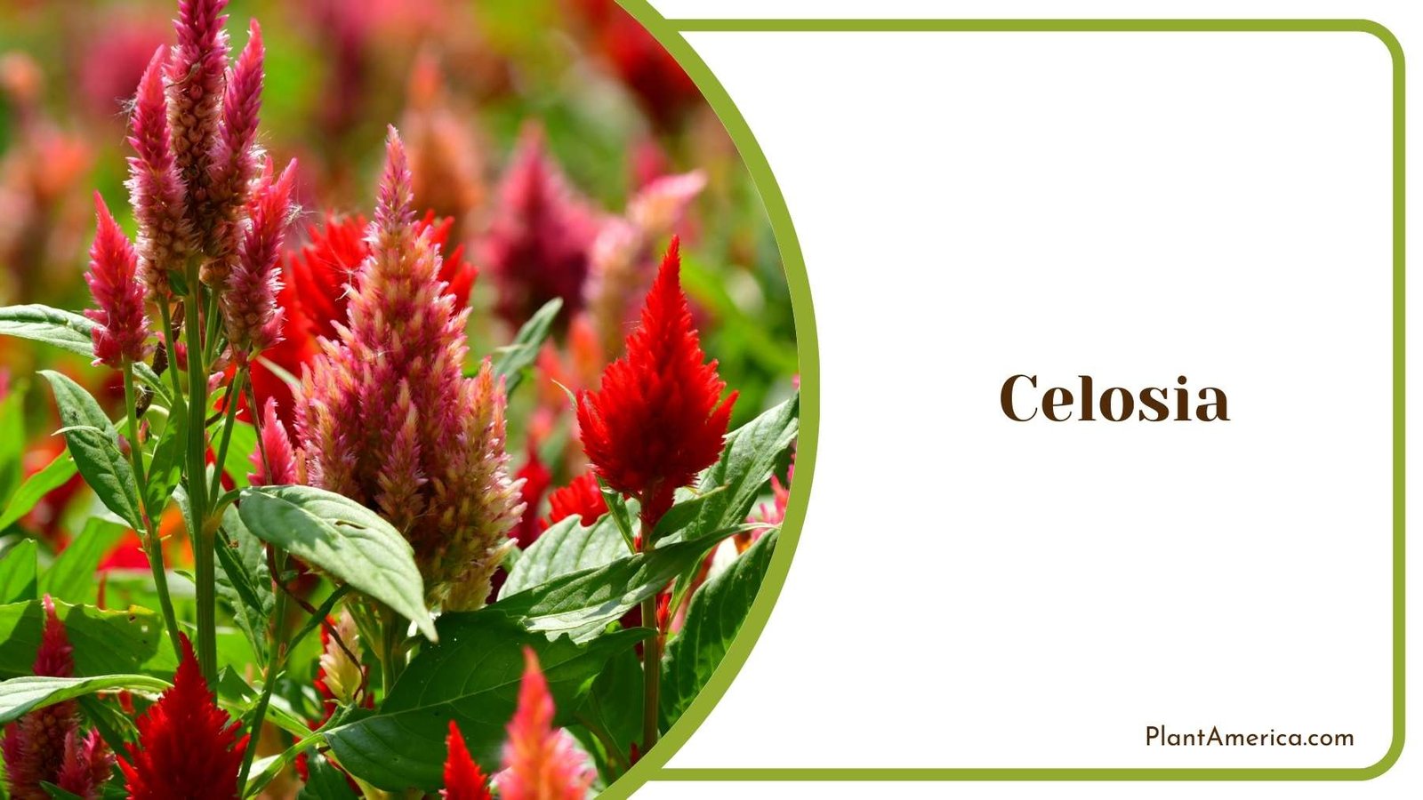 Pretty Celosia Flower Plant America