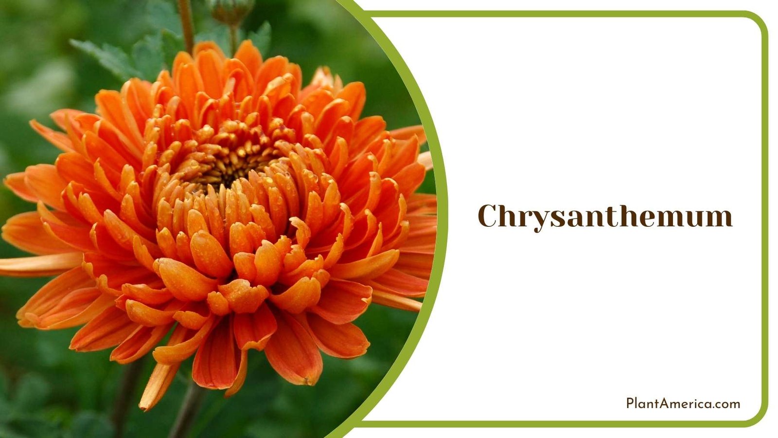 Pretty Chrysanthemum Flower Plant America