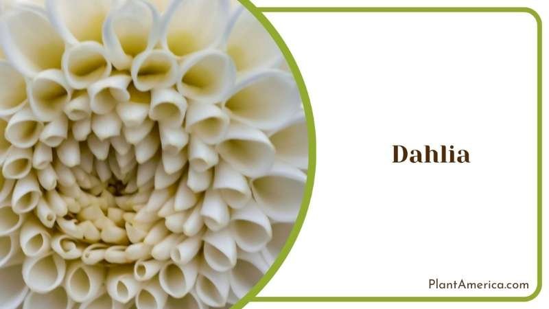 Pretty Dahlia Flower Plant America Pretty Dahlia Flower Plant America