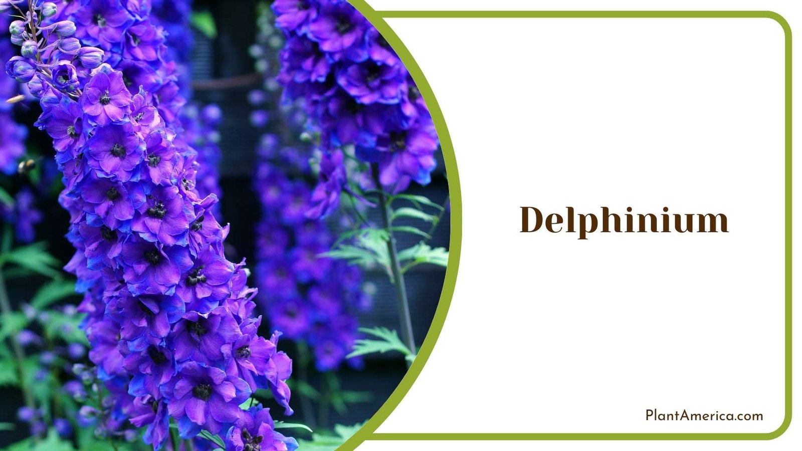 Pretty Delphinium Flower Plant America Pretty Delphinium Flower Plant America