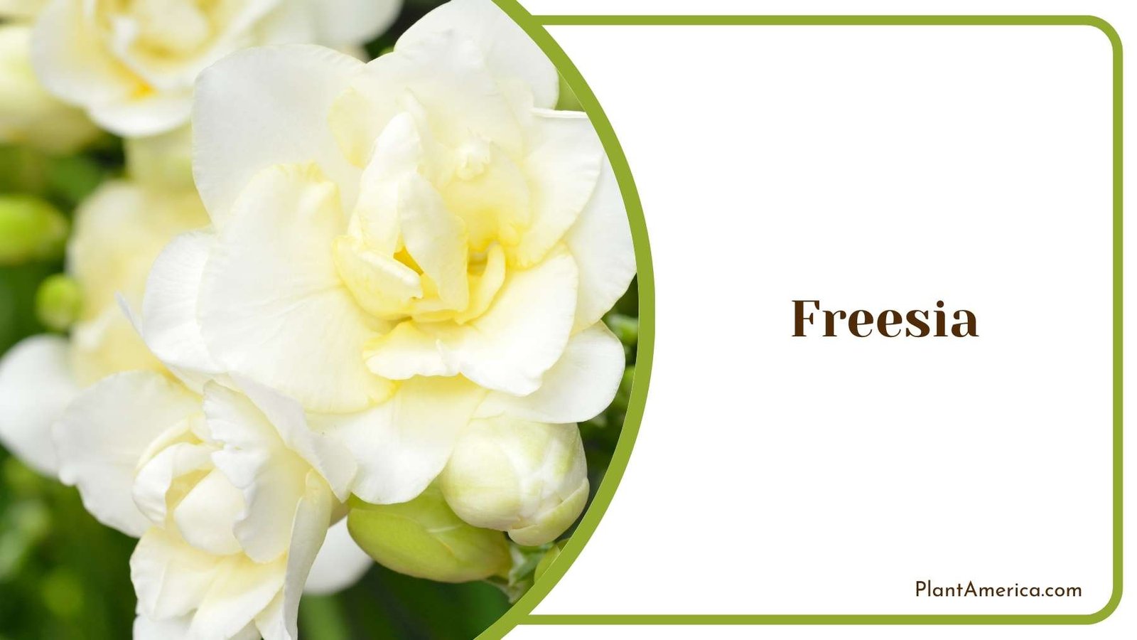 Pretty Freesia Flower Plant America