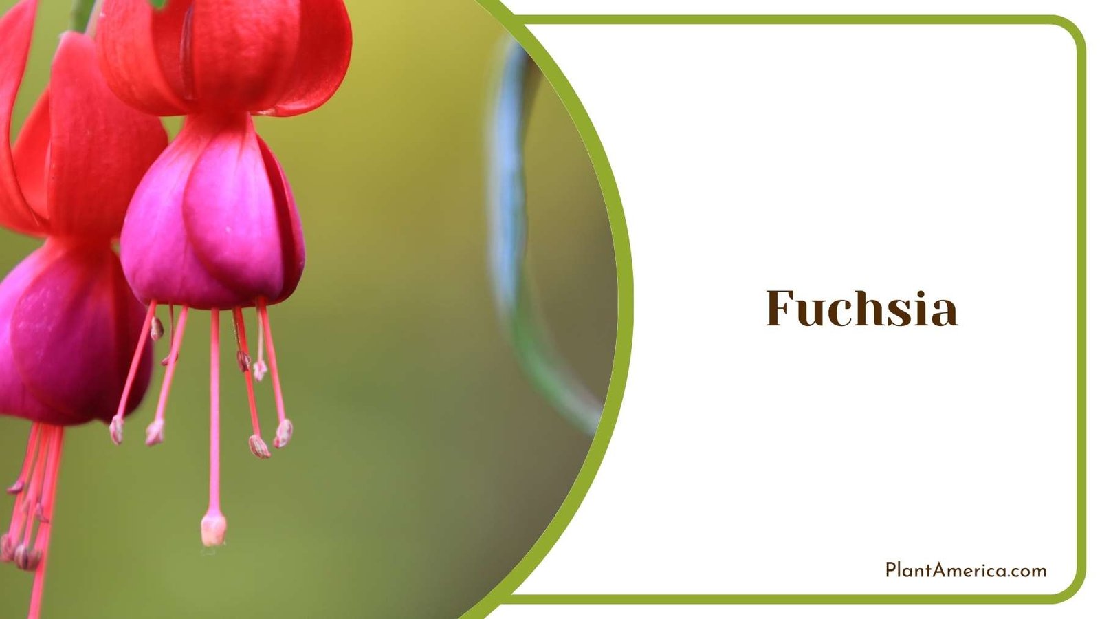 Pretty Fuchsia Flower Plant America