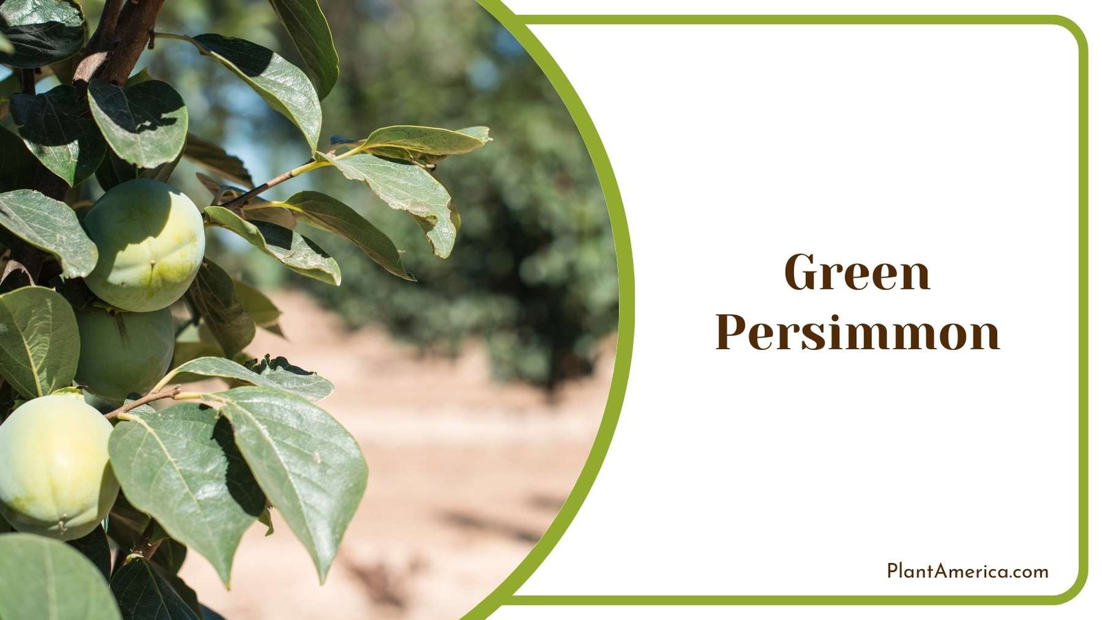 Pretty Green Persimmon Plants Plant America