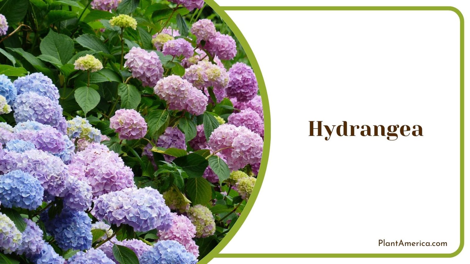 Pretty Hydrangea Bush Plant America Pretty Hydrangea Bush Plant America