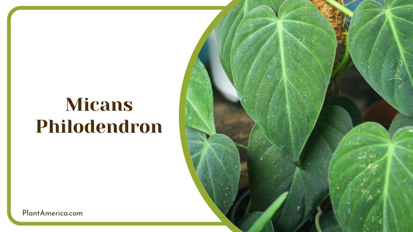 Pretty Micans Philodendron Plant America