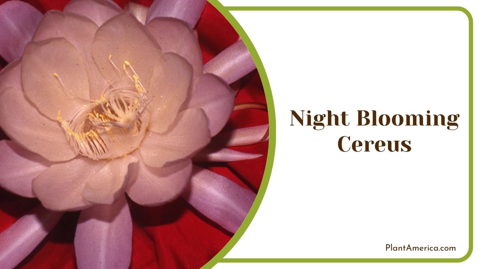 Pretty Night Blooming Cereus Flower Plant America