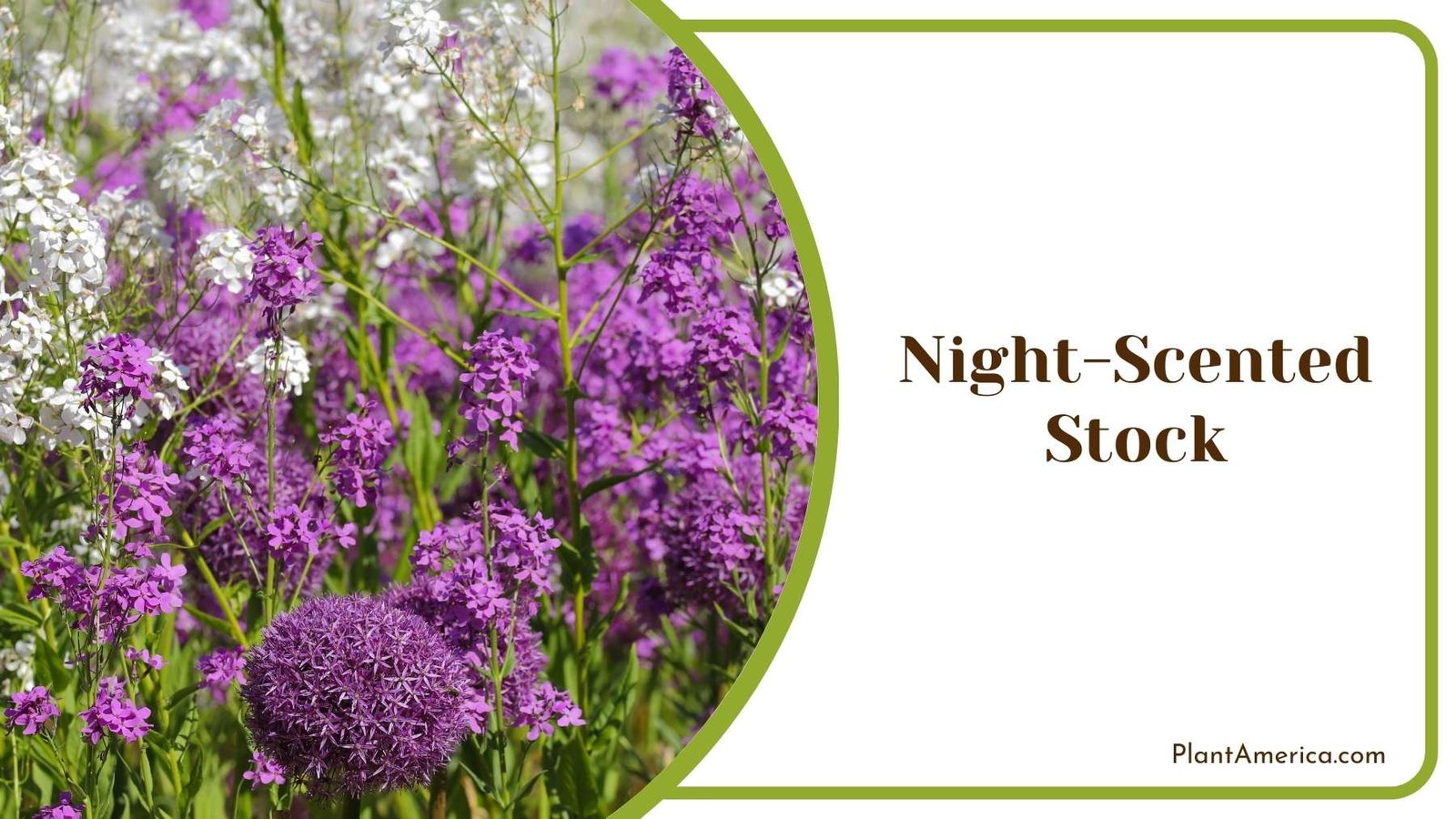 Pretty Night Scented Stock Flower Plant America Pretty Night Scented Stock Flower Plant America