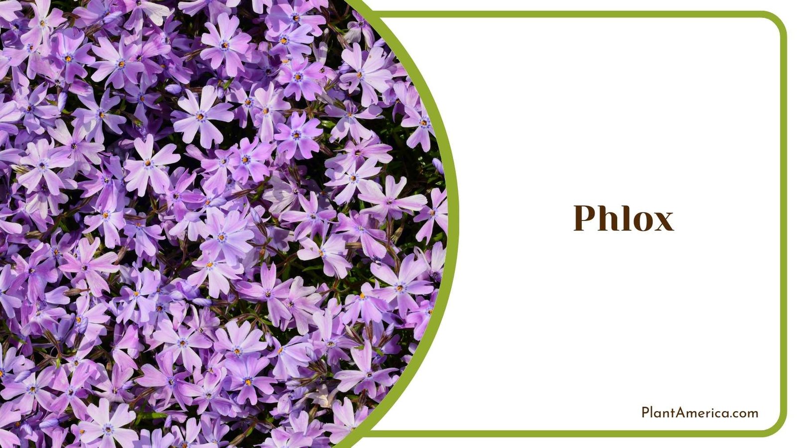 Pretty Phlox Flowers Plant America