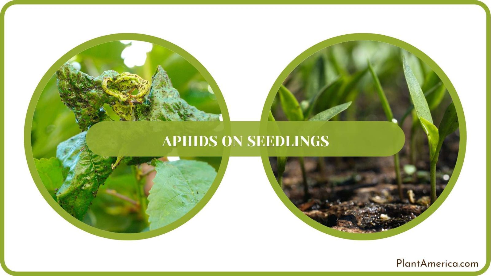 Prevent Aphids on Plants PlantAmerica