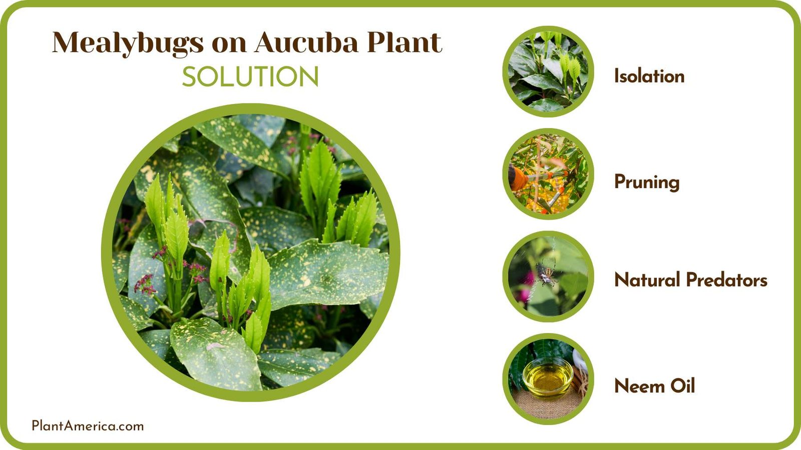 Prevent Mealybugs from Infesting Aucuba Plant America