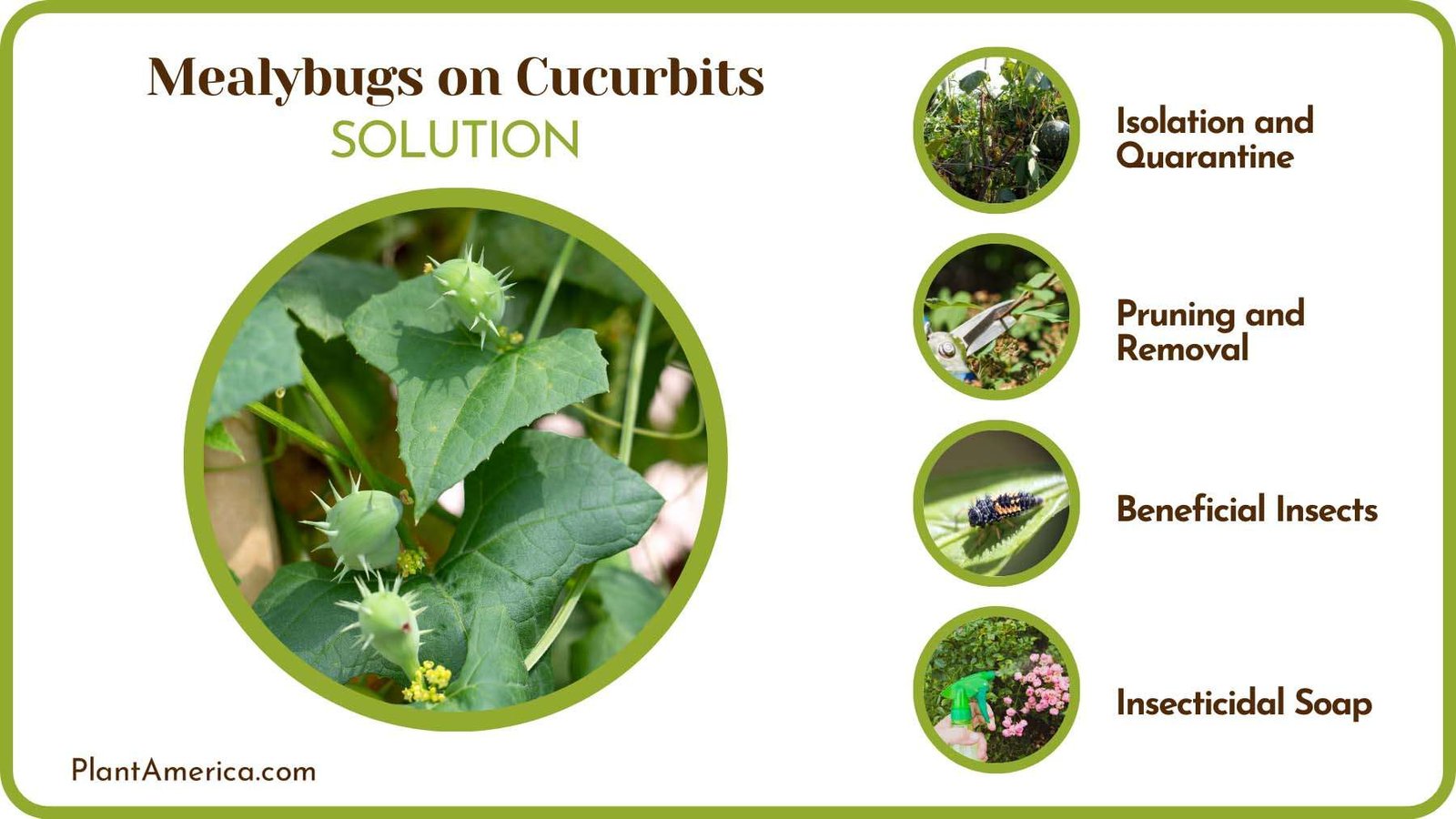 Prevent Mealybugs on Cucurbits Plant America
