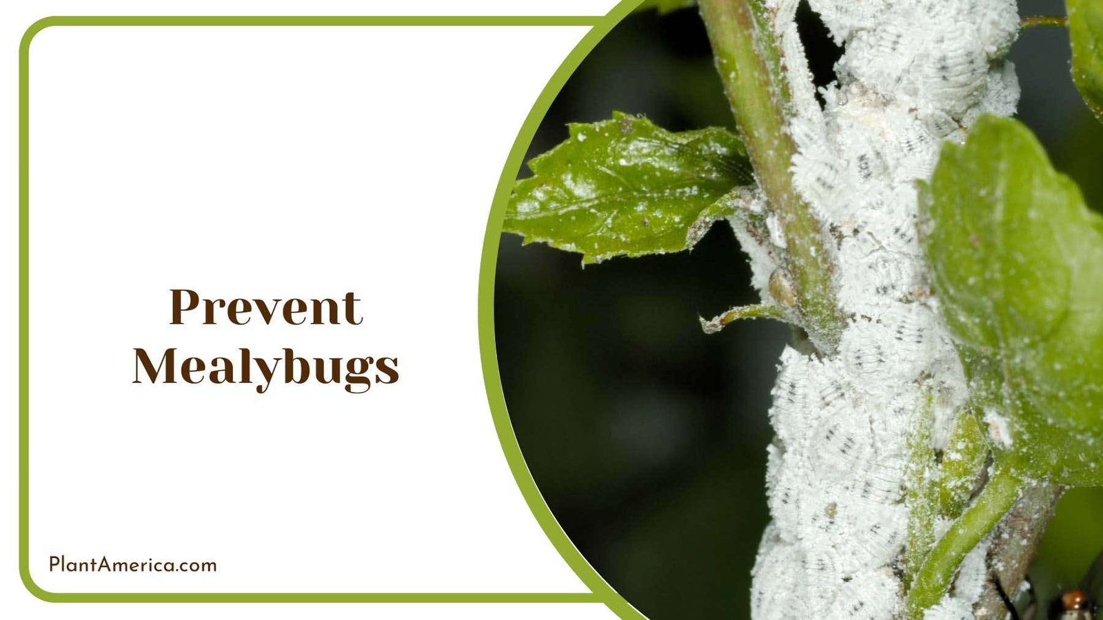 Prevent Mealybugs on Plants Plant America