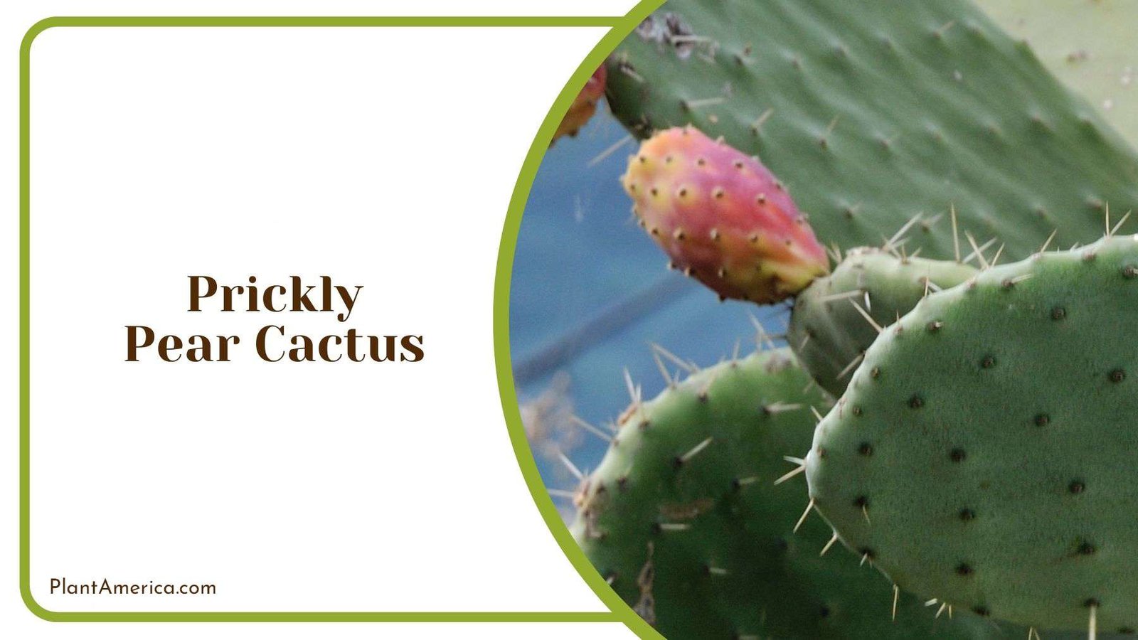 Prickly Pear Cactus or Opuntia Plant America