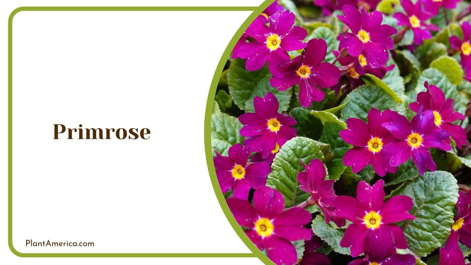 Primrose Bush Plant America