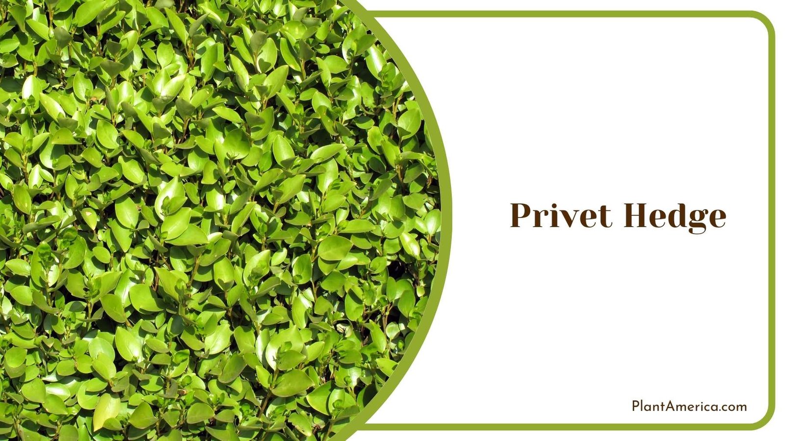 Privet Hedge Plant America