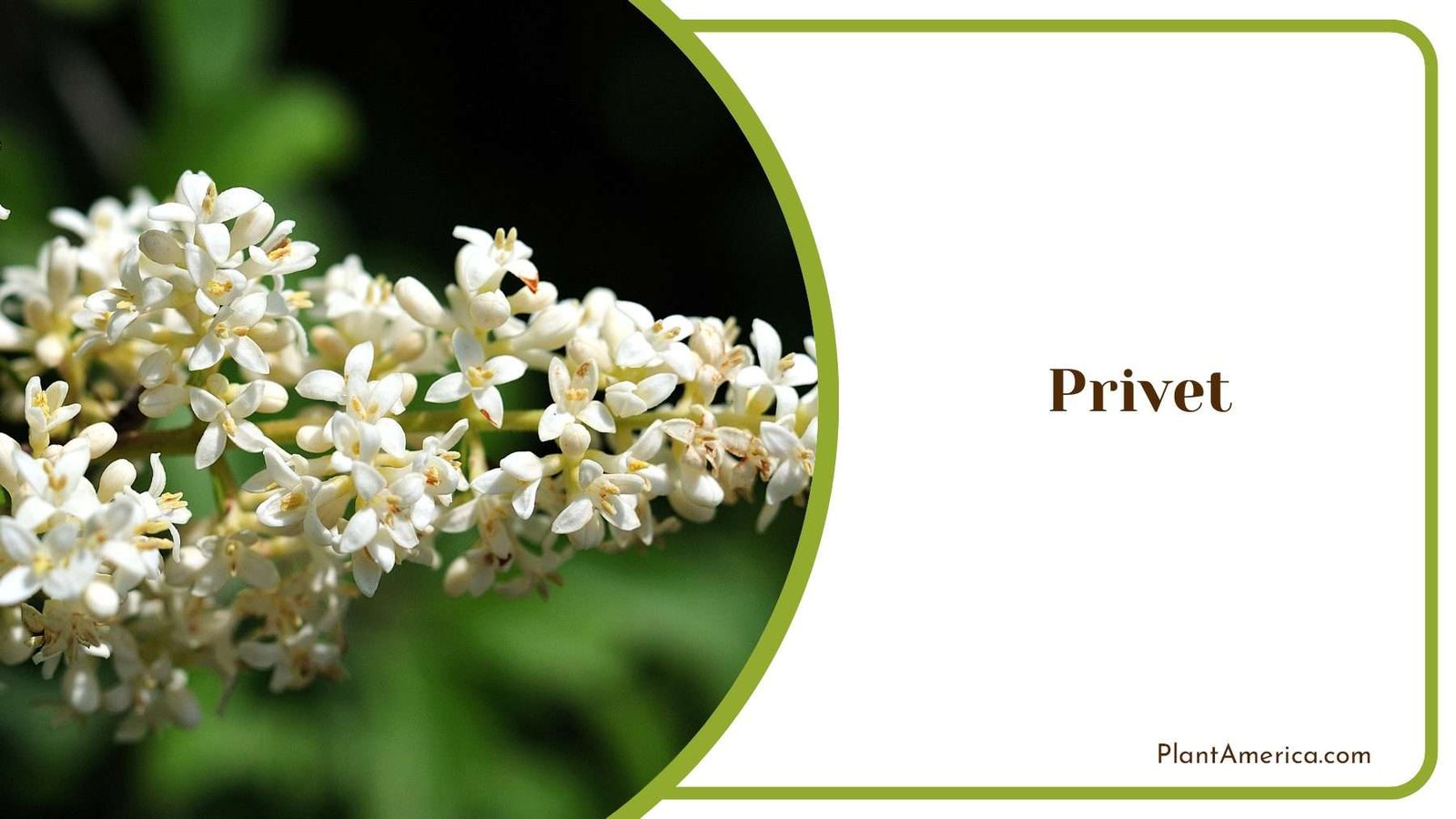 Privet White Tiny Flowers Plant America