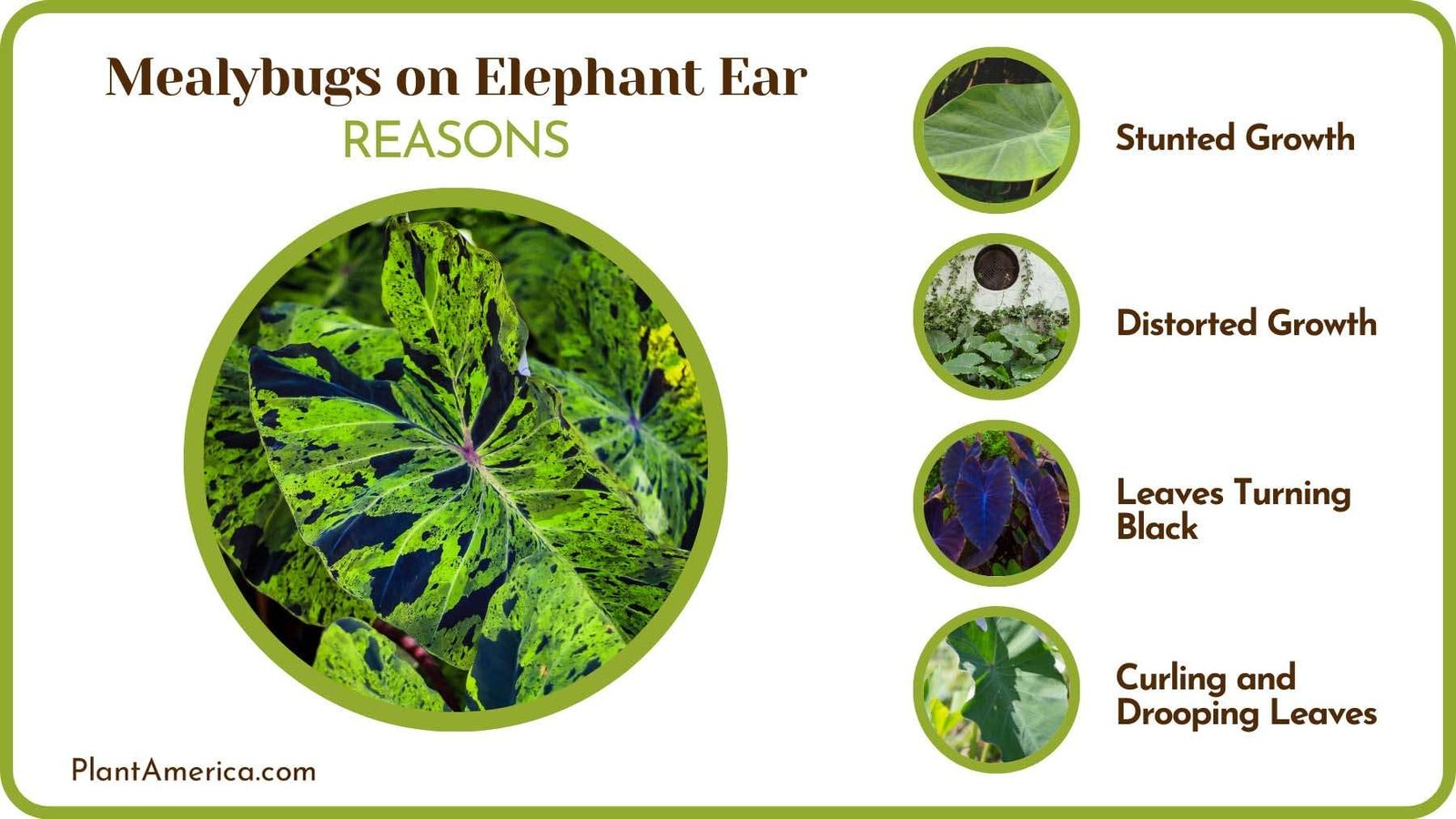 Problems with Mealybugs on Elephant Ear Plant America