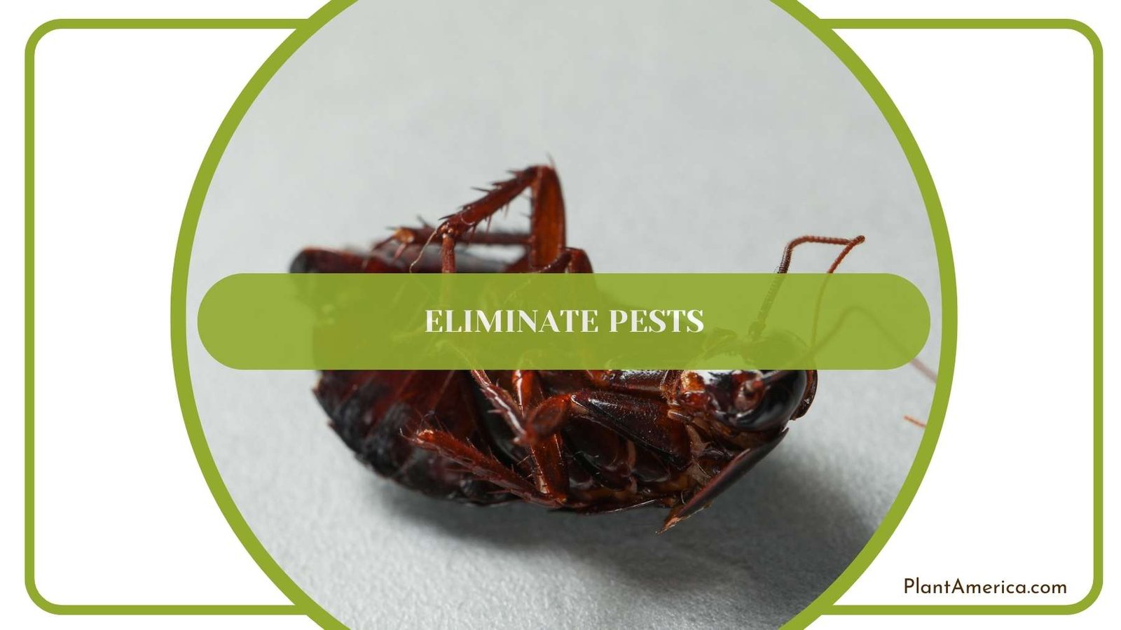 Process Of Eliminating The Pest Plant America