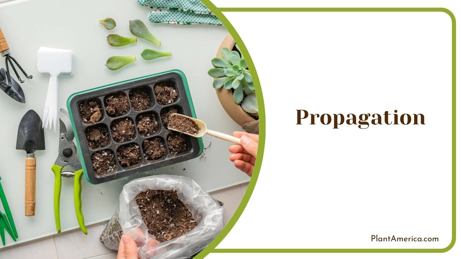 Process of Propagation Plant America