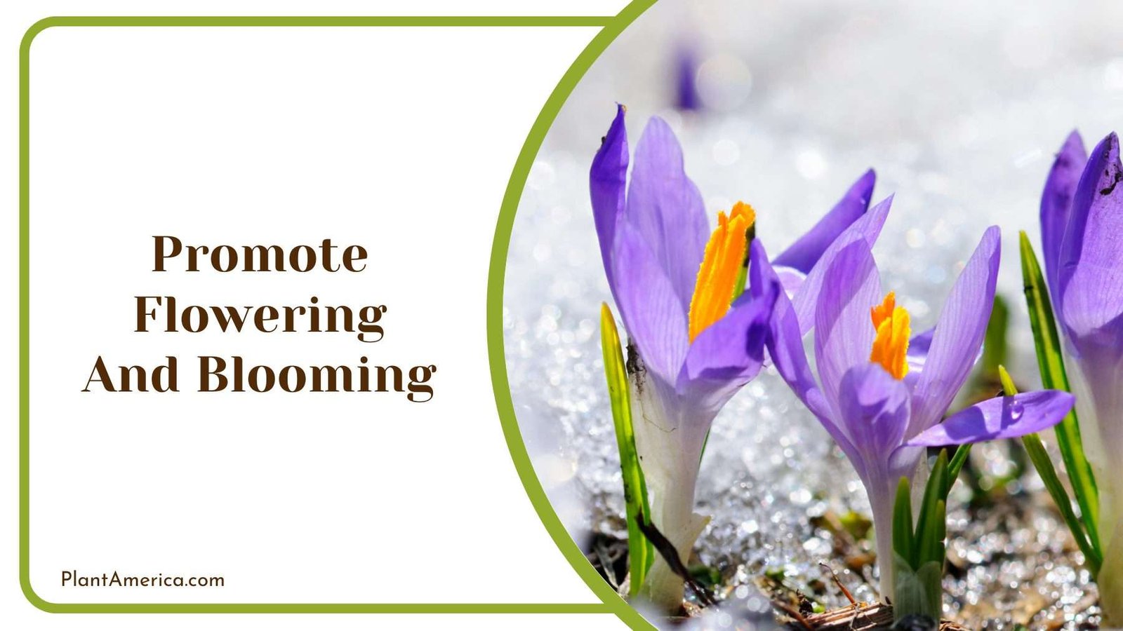 Promote Flowering And Blooming Plant America
