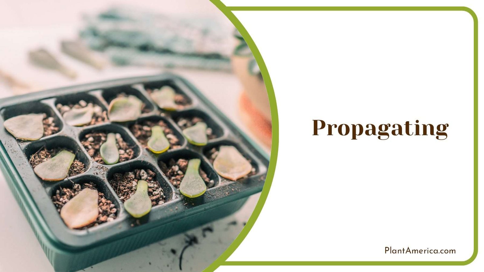 Propagating Jade Plants Plant America
