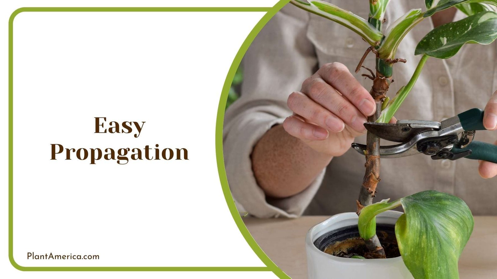 Propagation Process Of Philodendron Plant America