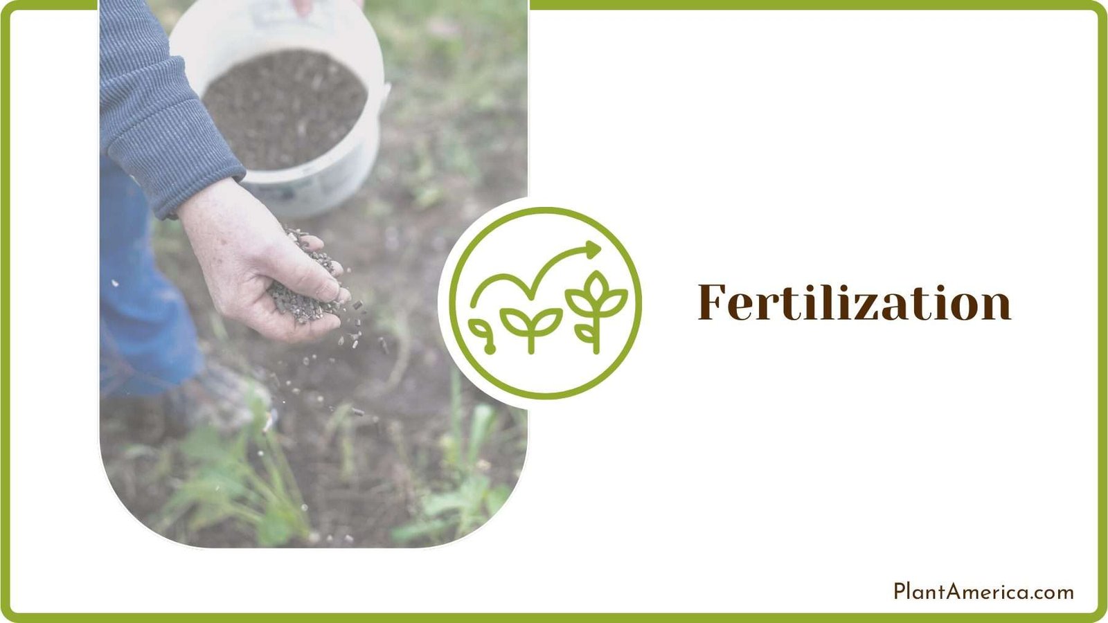 Proper Fertilization Process