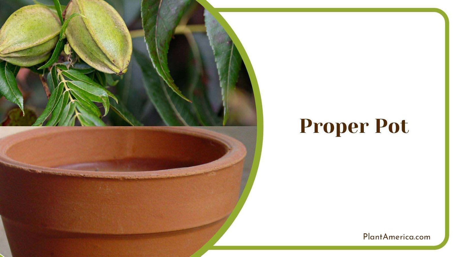 Proper Pot for Pecan Tree PlantAmerica Proper Pot for Pecan Tree PlantAmerica