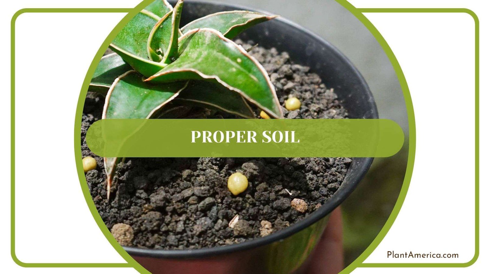 Proper Soil for Snake Plants PlantAmerica Proper Soil for Snake Plants PlantAmerica