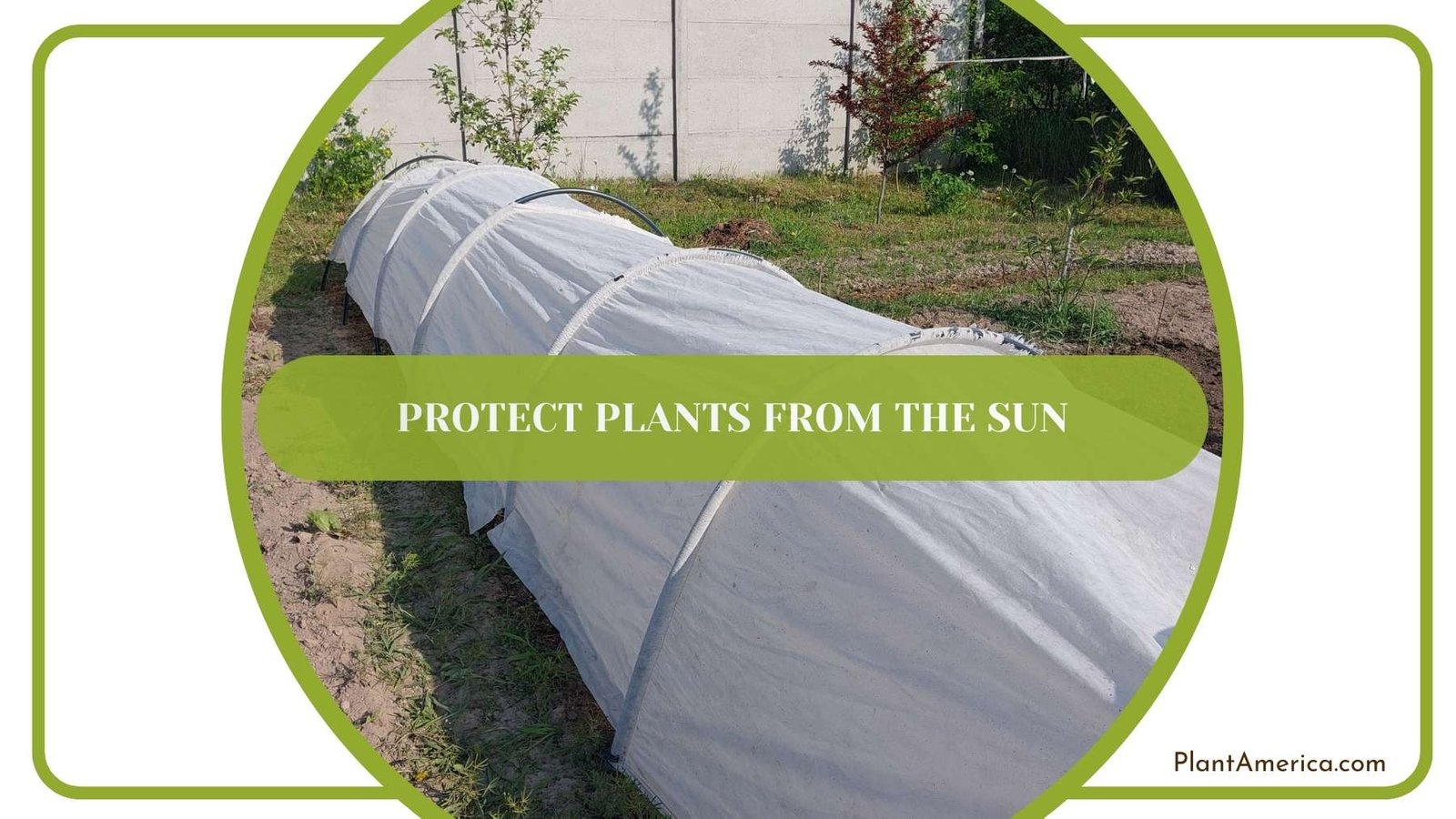 Protect Plants from the Sun Plant America