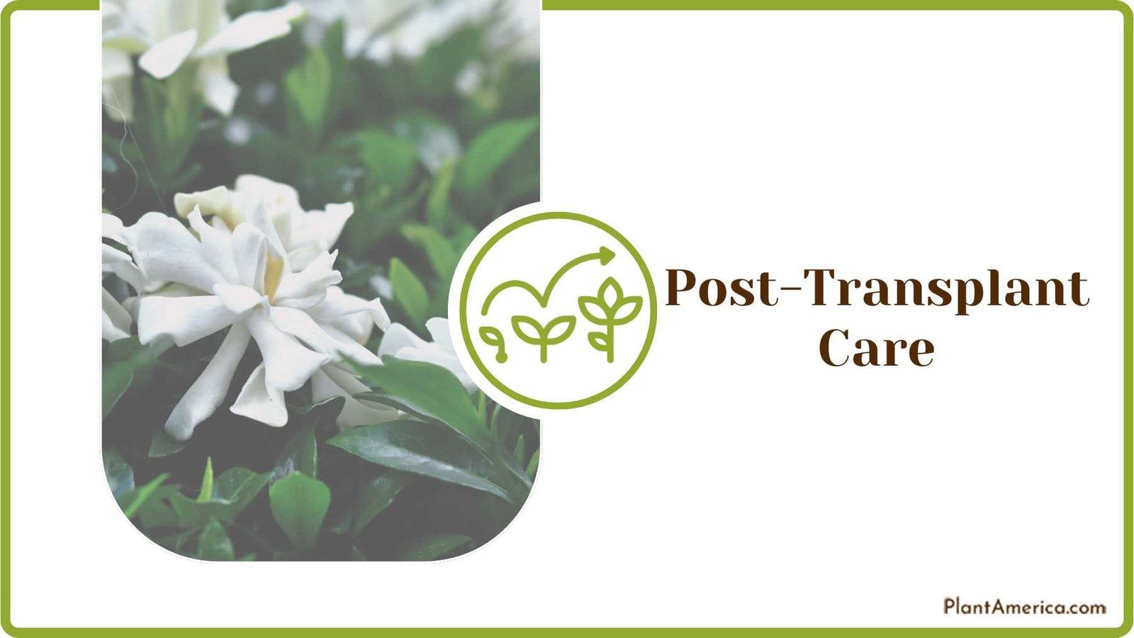 Provide Post Transplant Care Plant America
