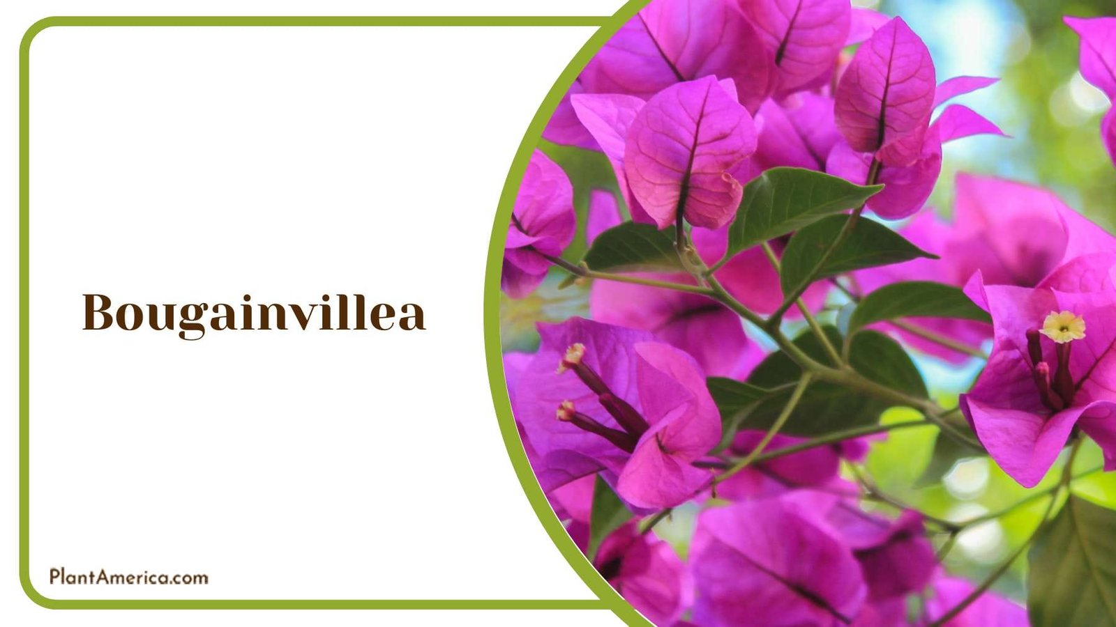 Purpe Bougainvillea Plant America