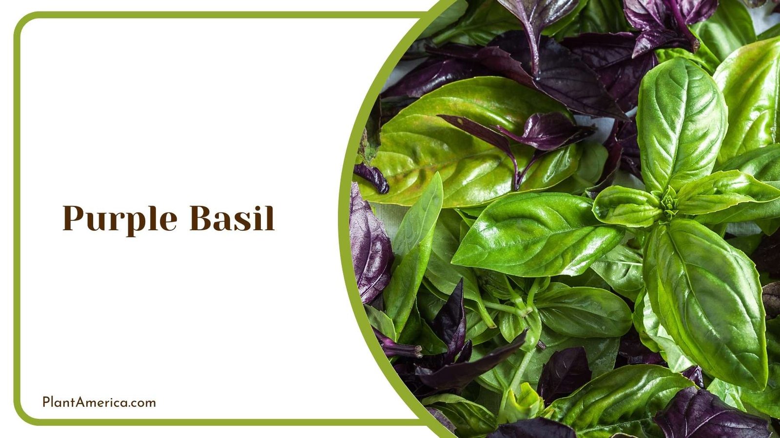 Purple Basil Planet Plant America Purple Basil Planet Plant America