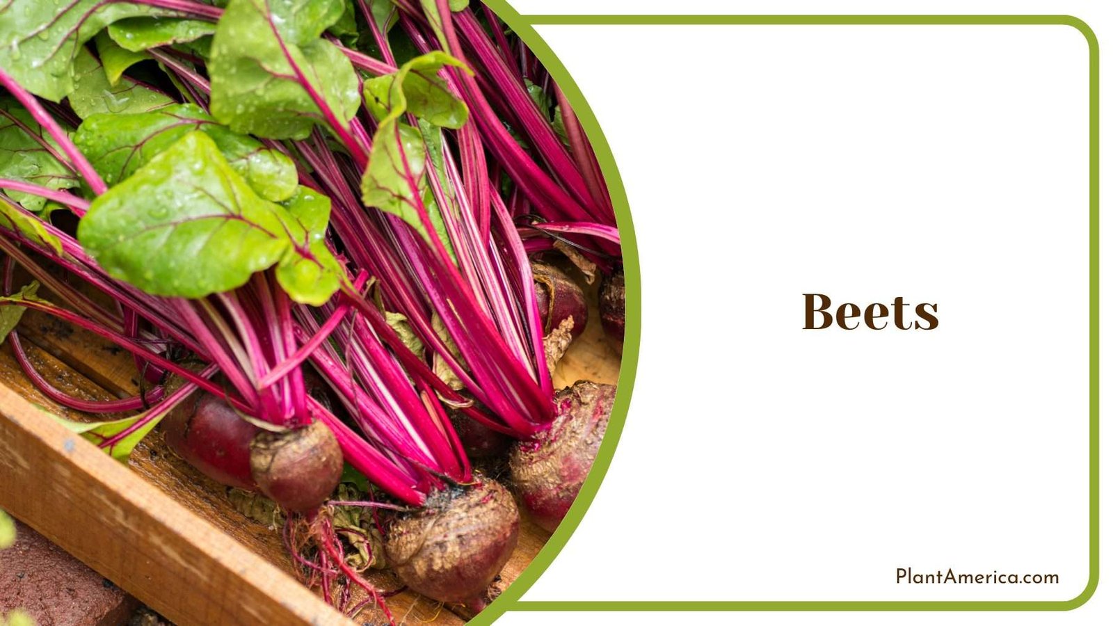 Purple Beets In a Wooden Box Plant America