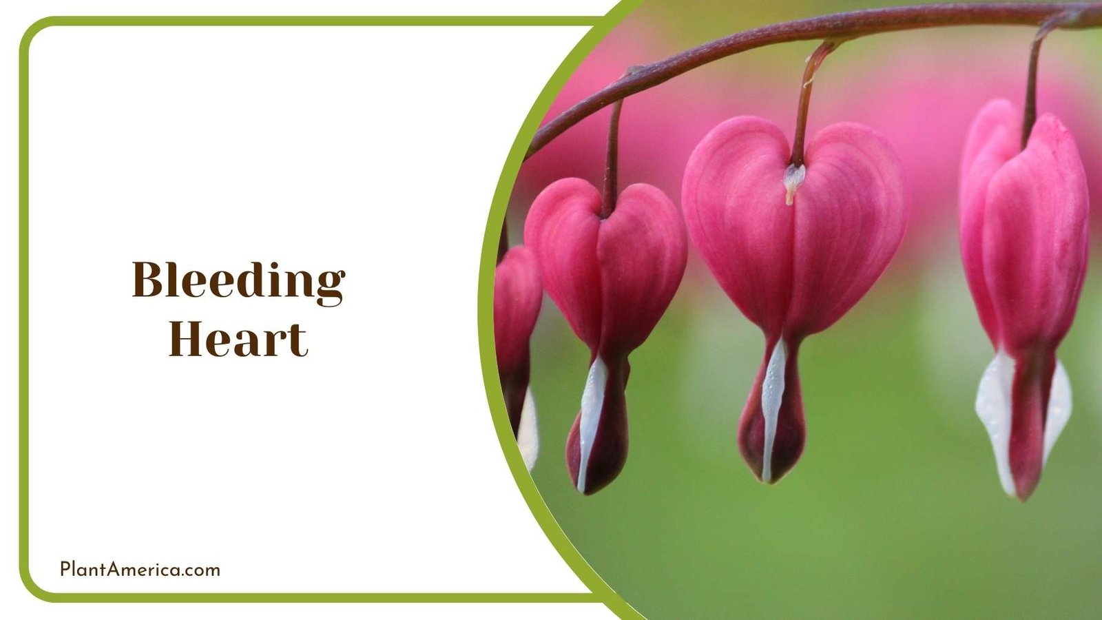 Purple Bleeding Heart Flower Plant America