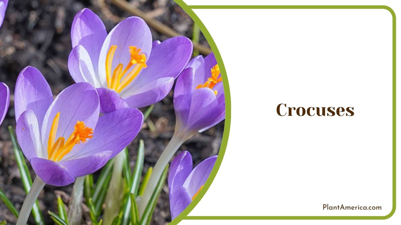 Purple Crocuses Plant America